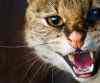 Wildcat-whiskers-teeth-close-up_1920x1080.jpg